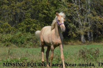 MISSING EQUINE Lacey, Near oneida, TN, 37841